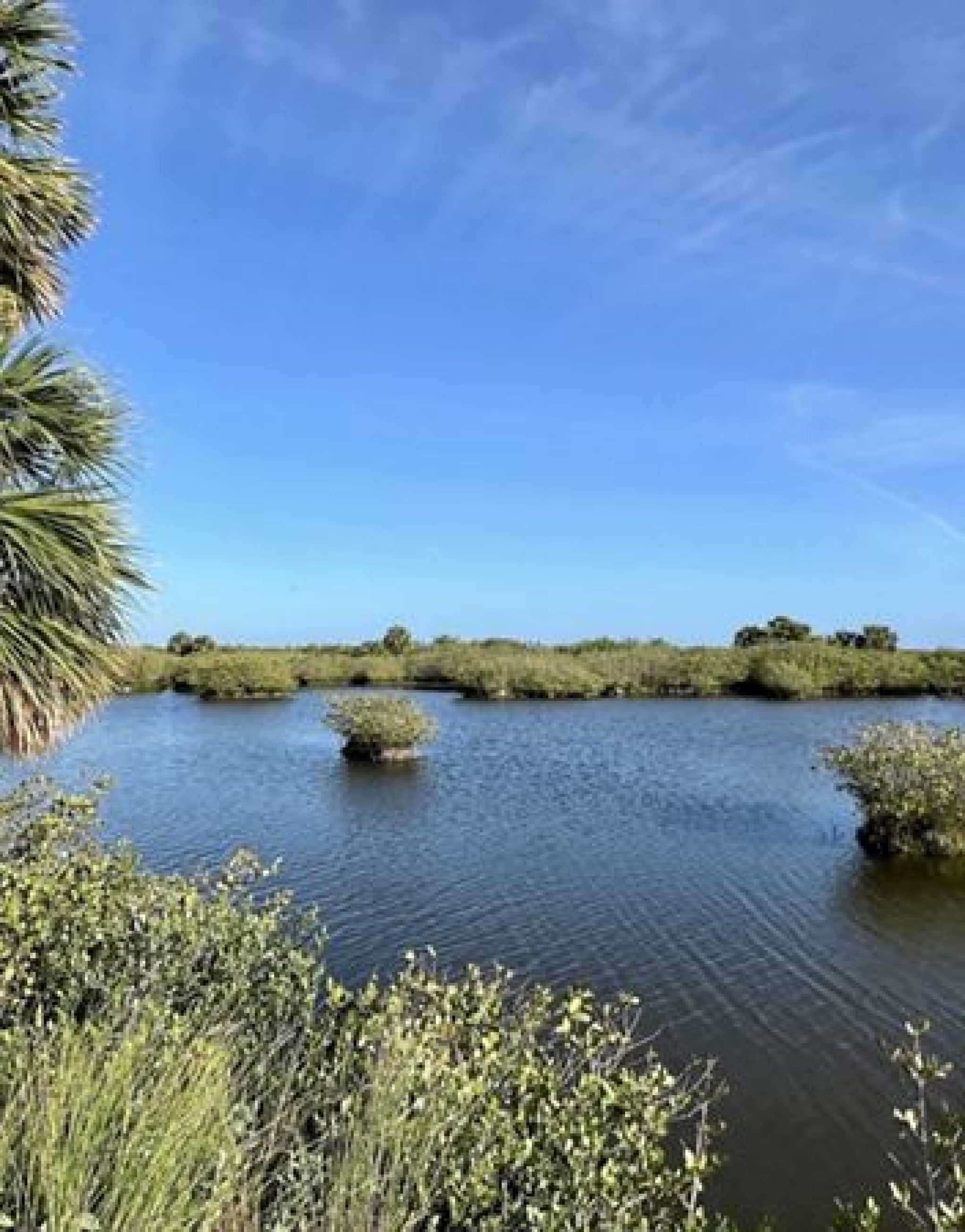 merrit-island-with-palm-tree